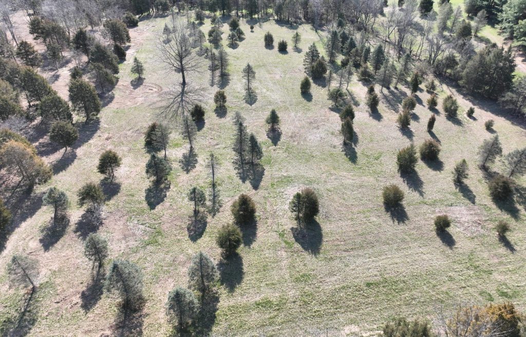 Aerial view of trees in a field.