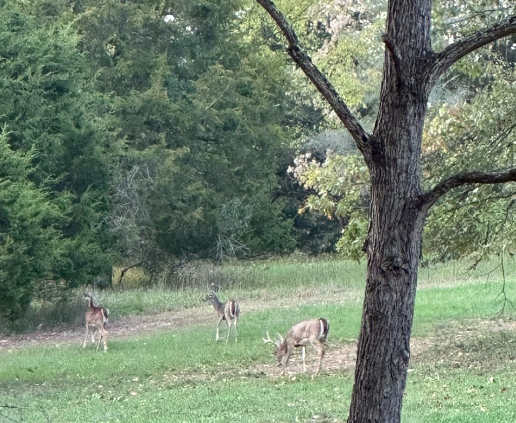 Here's an alt tag for the image: Three deer grazing in a field.