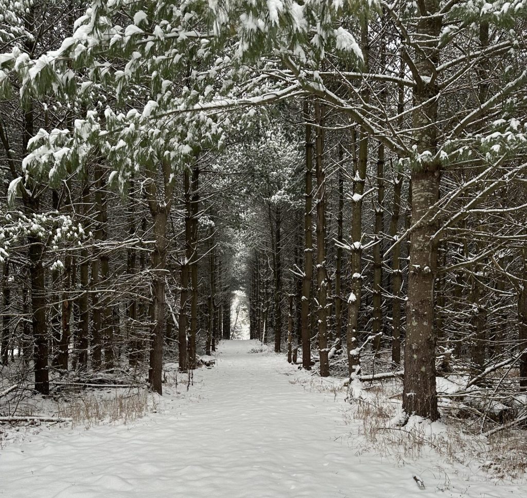 Snowy path through a pine forest.