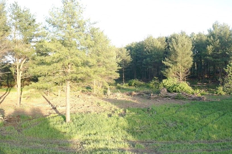 Cleared land bordering a pine forest.