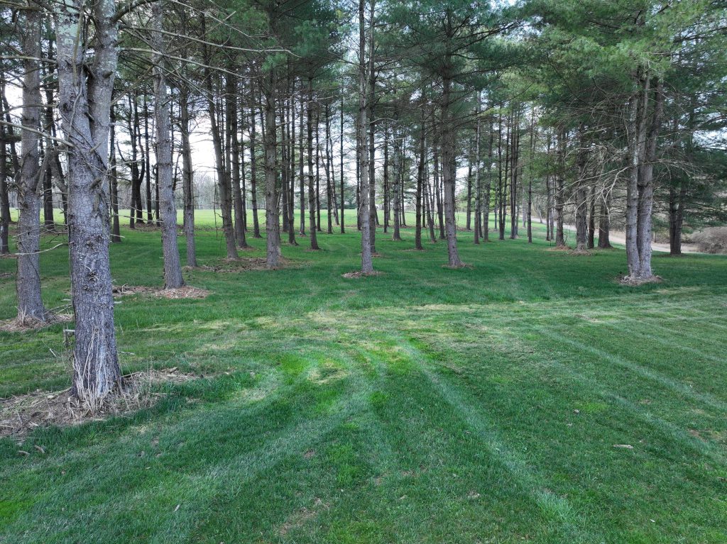 Green grass field with pine trees.